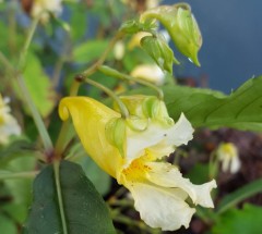 Impatiens omeiana Ice Storm