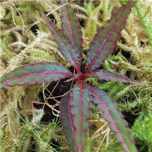 Impatiens omeiana long leaf form