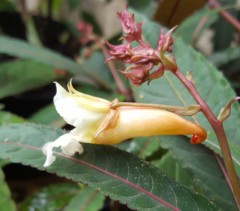 Impatiens omeiana Pink Nerves