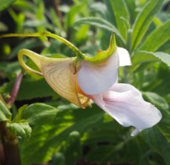 Impatiens oxyanthera Milo