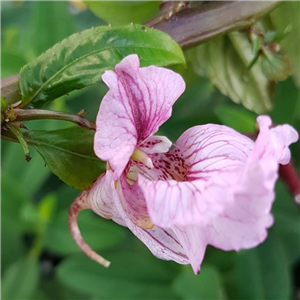 Impatiens oxyanthera