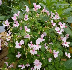 Impatiens kilimanjari x pseudoviola pale pink form