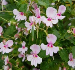 Impatiens kilimanjari x pseudoviola pale pink form