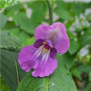 Impatiens puberula