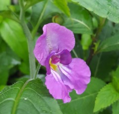 Impatiens puberula