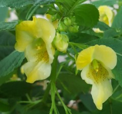 Impatiens scabrida