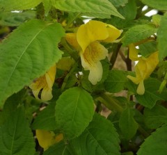 Impatiens scabrida