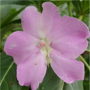 Impatiens sodenii subsp. oliverii