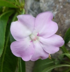 Impatiens sodenii