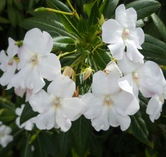 Impatiens sodenii