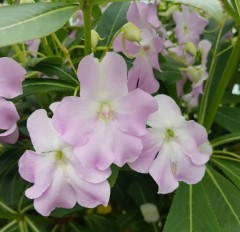 Impatiens sodenii