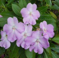 Impatiens sodenii