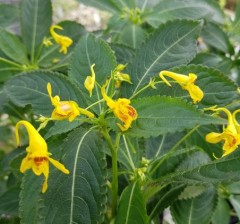 Impatiens stenantha Clone No. 2