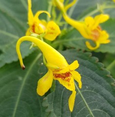 Impatiens stenantha Clone No. 2