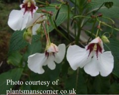 Impatiens tinctoria