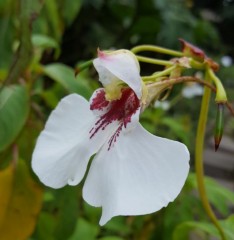 Impatiens tinctoria