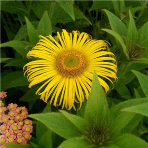 Inula hookeri