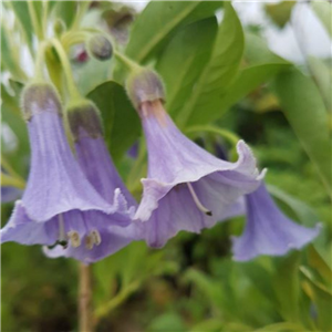 Iochroma australe