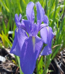 Iris ensata Azure