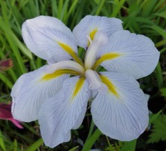 Iris ensata Hercule