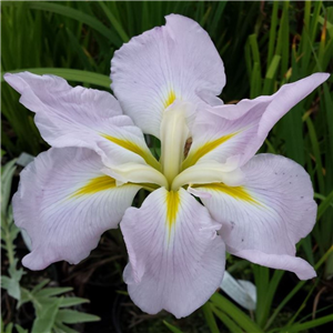 Iris ensata Pink Frost