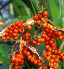 Iris foetidissima