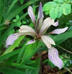 Iris foetidissima