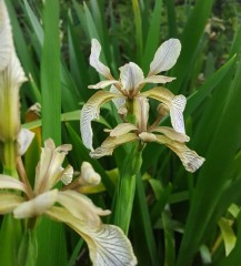 Iris foetidissima