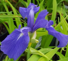 Iris laevigata