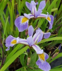 Iris robusta Gerald Derby