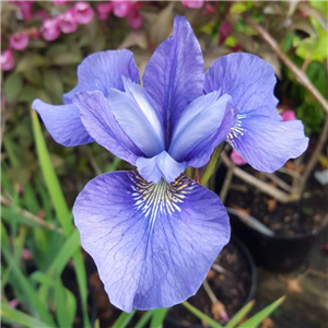 Iris sibirica Blue Bird