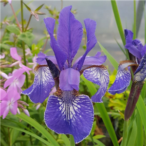 Iris sibirica Dark Circles