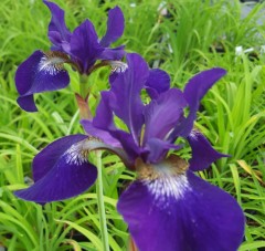 Iris sibirica Hubbard