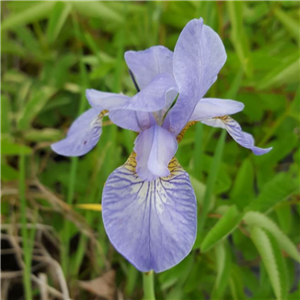 Iris sibirica Ottowa