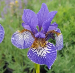 Iris sibirica Persimmon