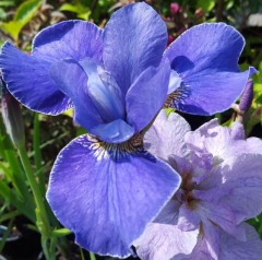 Iris sibirica Silver Edge