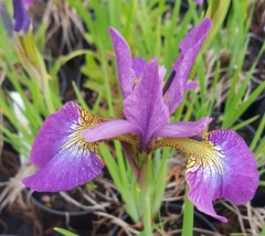 Iris sibirica Sparkling Rose