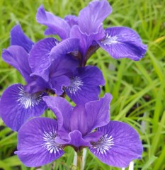 Iris sibirica Tropic Night