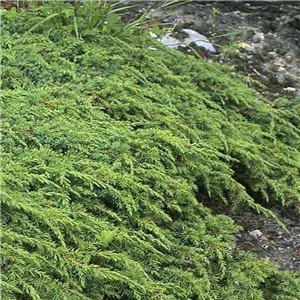 Juniperus communis Green Carpet