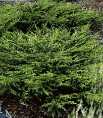 Juniperus communis Repanda