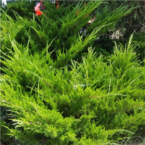 Juniperus X media Pfitzeriana