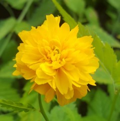 Kerria japonica Pleniflora