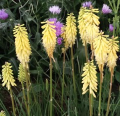 Kniphofia Lemon Popsicle