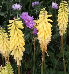 Kniphofia Lemon Popsicle