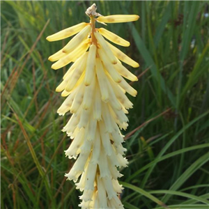 Kniphofia Little Maid