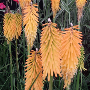 Kniphofia Mango Popsicle