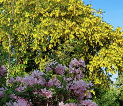 Laburnum waterii Vossii