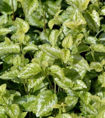 Lamium galeobdolon Variegata