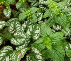 Lamium galeobdolon Kirkcudbright Dwarf