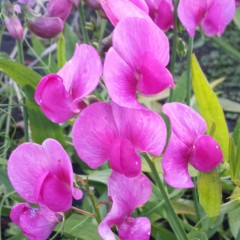 Lathyrus latifolius